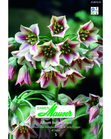 Allium bulgaricum - Honiglauch