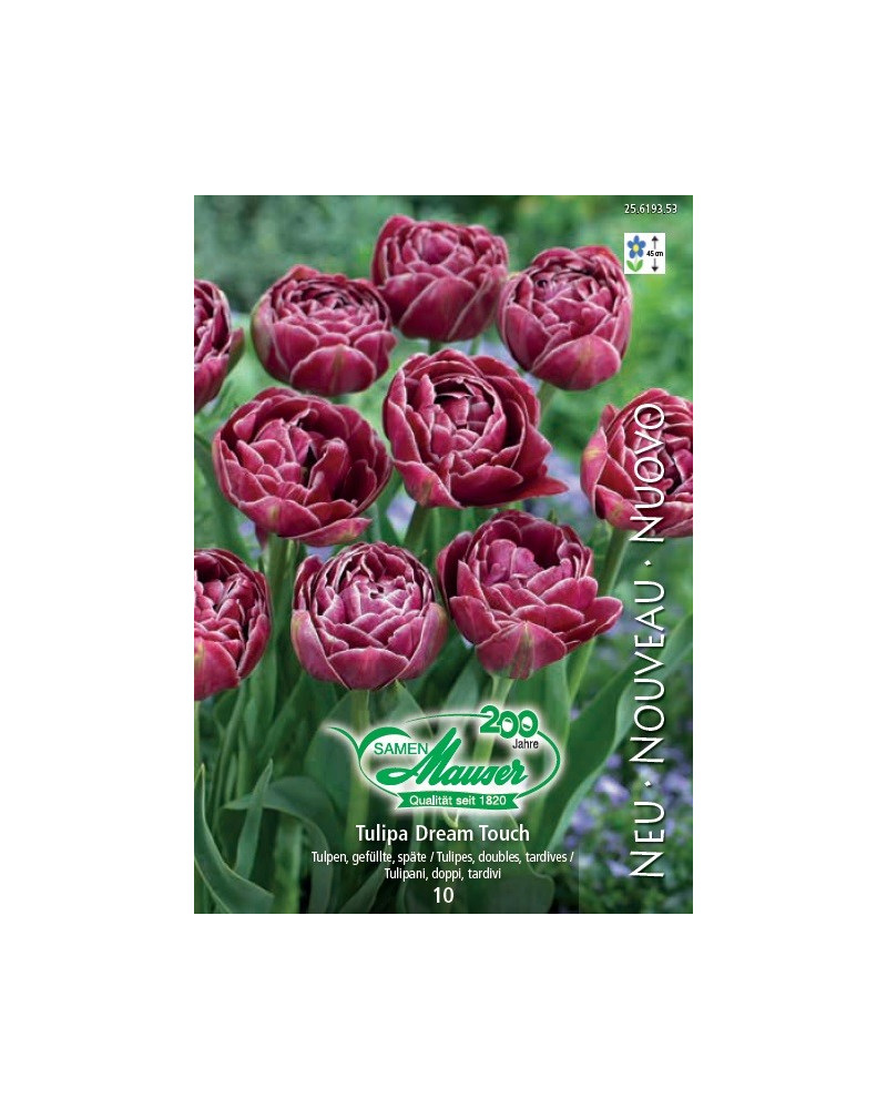 Tulpe Dream Touch Tulpe Dream Touch