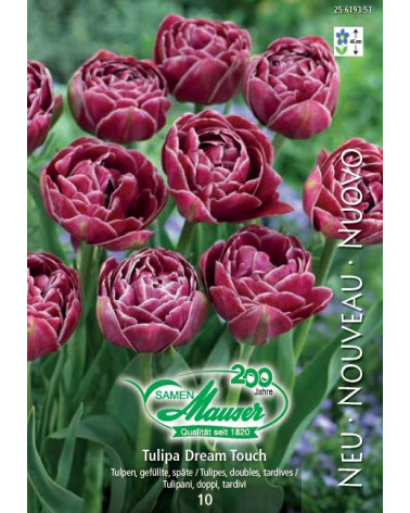Tulpe Dream Touch