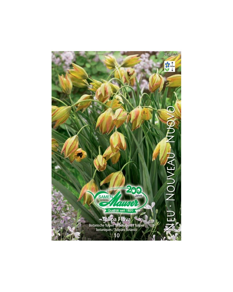 Tulpe Flava Tulpe Flava