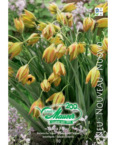 Tulpe Flava