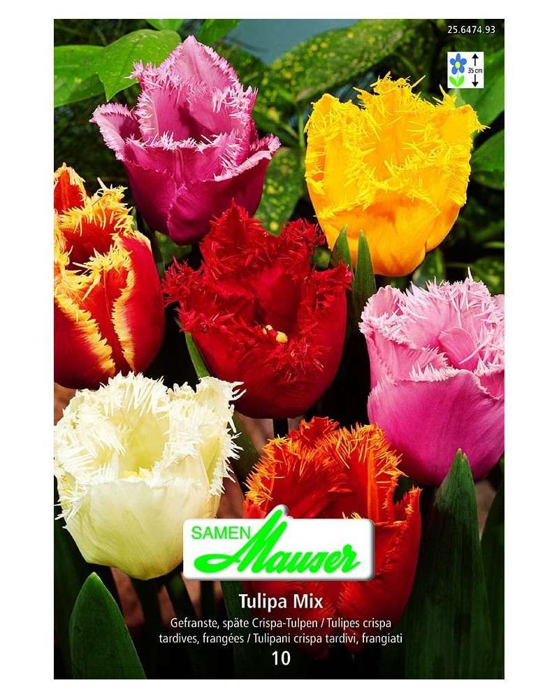 Mischung Crispa-Tulpen  Mischung Crispa-Tulpen