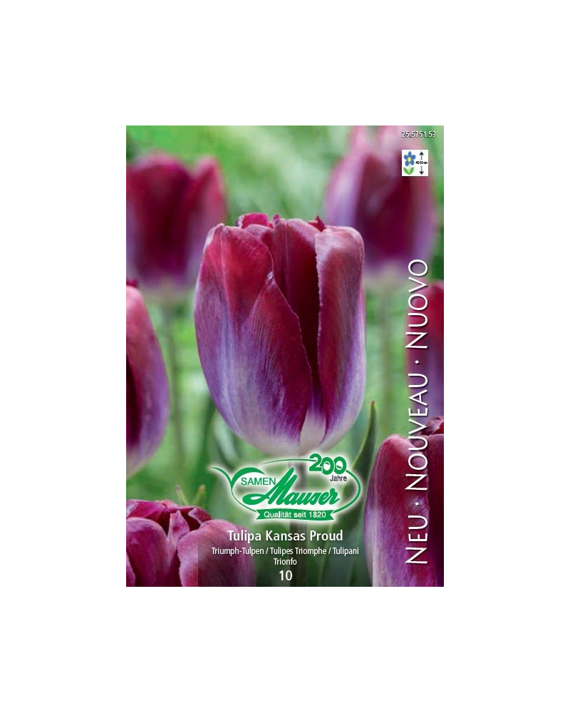 Tulpe Kansas Proud Tulpe Kansas Proud