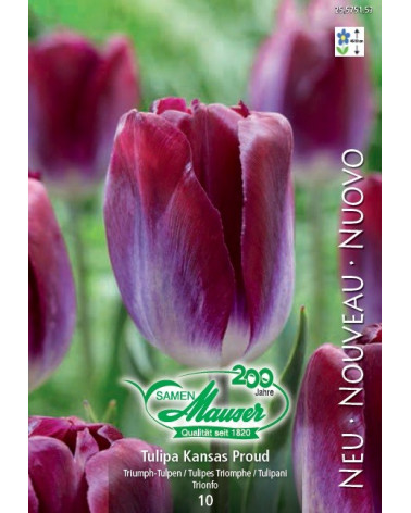 Tulpe Kansas Proud
