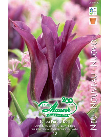 Tulpe Purple Doll