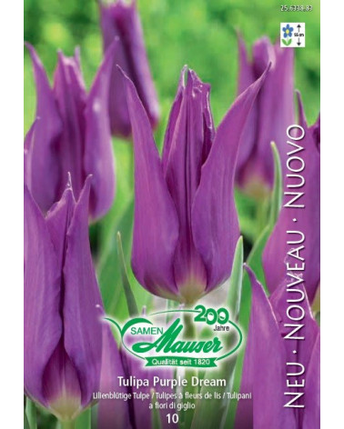 Tulpe Purple Dream
