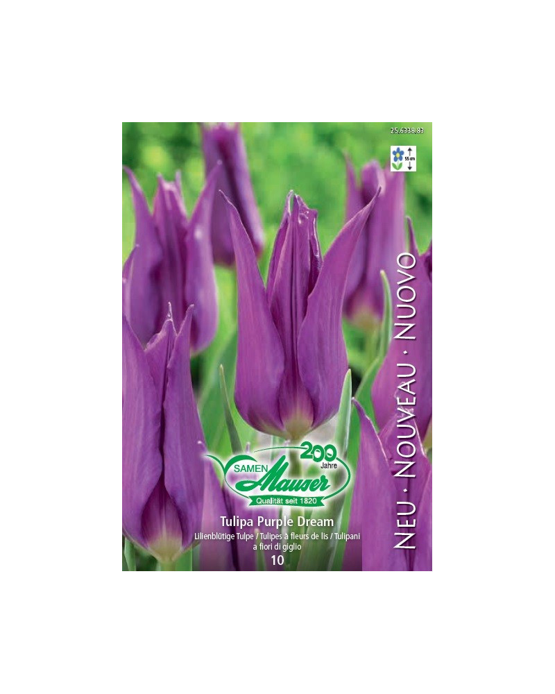 Tulpe Purple Dream