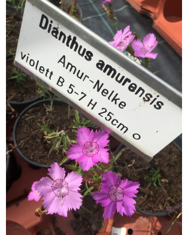 Amurnelke, Dianthus amurensis