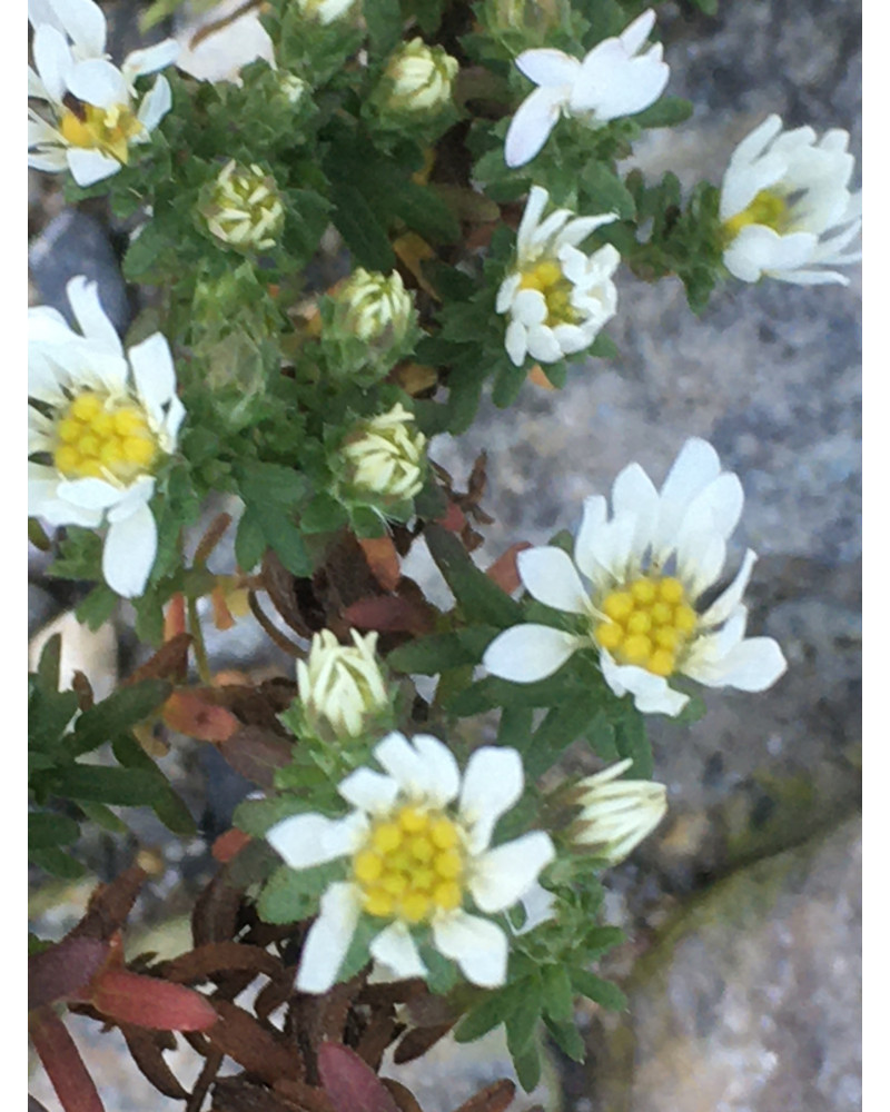 Kriechende Myrthenaster, Aster ericoides Snowflurry