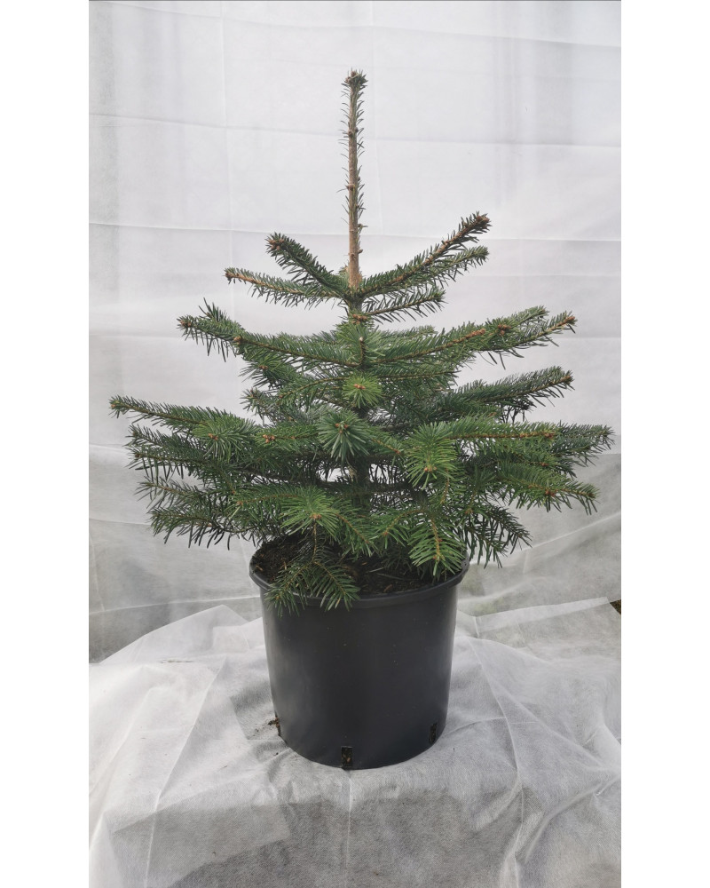 Nordmannstanne im Topf 90/105cm