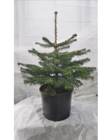 Nordmannstanne im Topf 90/105cm