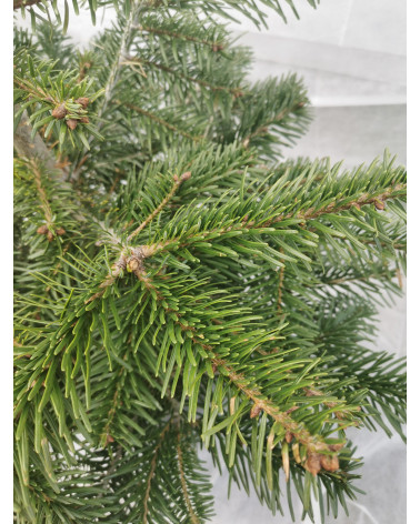 Nordmannstanne im Topf 110/125cm