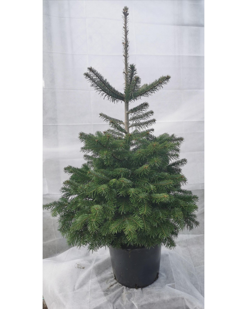 Nordmannstanne im Topf 110/125cm