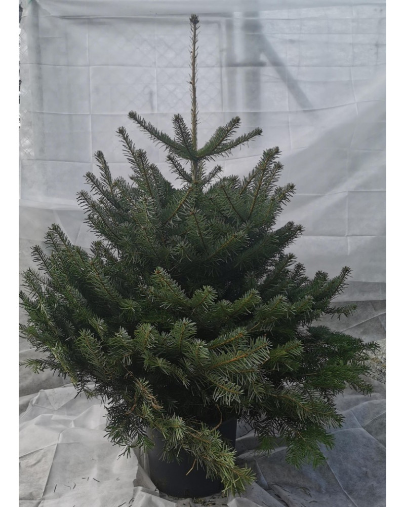 Nordmannstanne im Topf 130/150cm