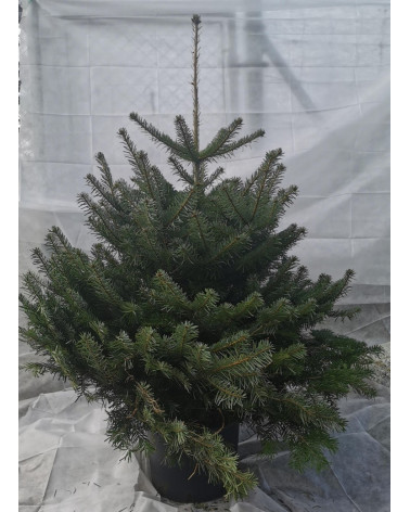 Nordmannstanne im Topf 130/150cm