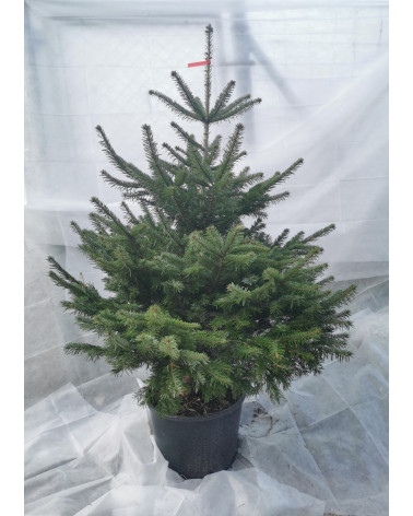 Nordmannstanne im Topf 155/175cm