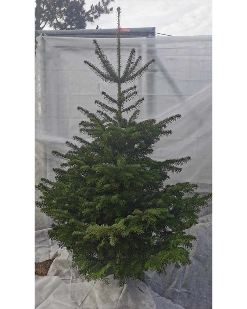 Nordmannstanne im Topf 210/230 cm