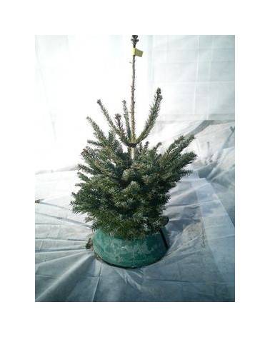 Nordmannstanne 60/80 cm geschnitten