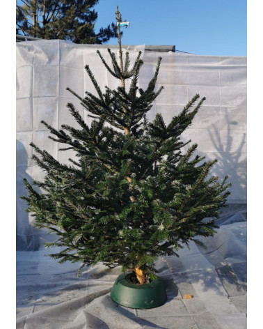 Nordmannstanne 200/250 cm geschnitten