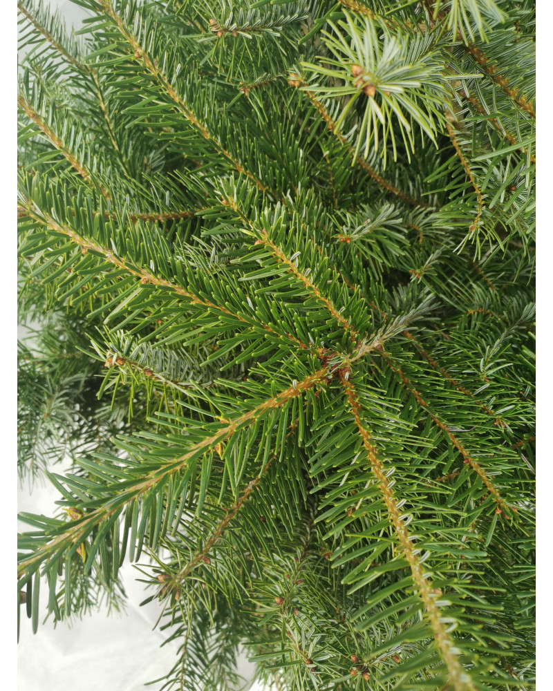 Nordmannstanne 550/600 cm geschnitten