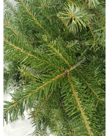 Nordmannstanne 450/500 cm geschnitten