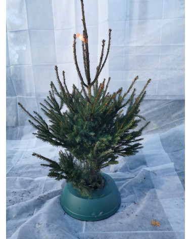 Rottanne 70/100 cm geschnitten