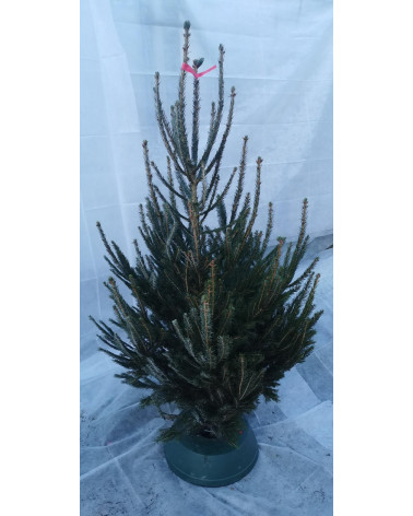 Rottanne 150/200 cm geschnitten