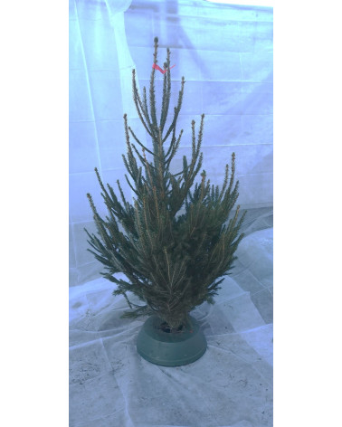 Rottanne 200/250 cm geschnitten