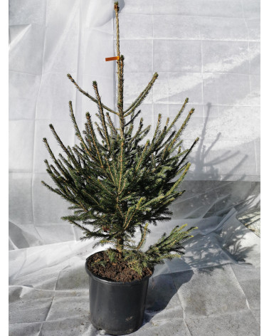 Fichte - Picea im Topf 130/150 cm