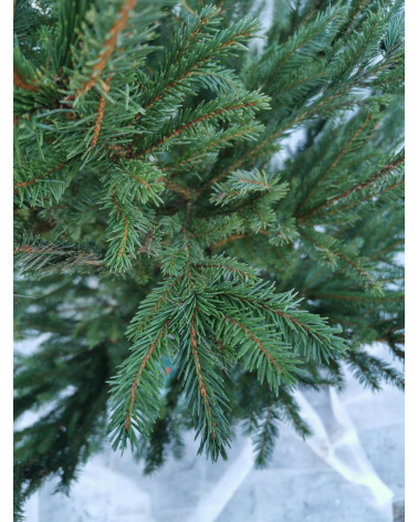 Fichte - Picea im Topf 130/150 cm