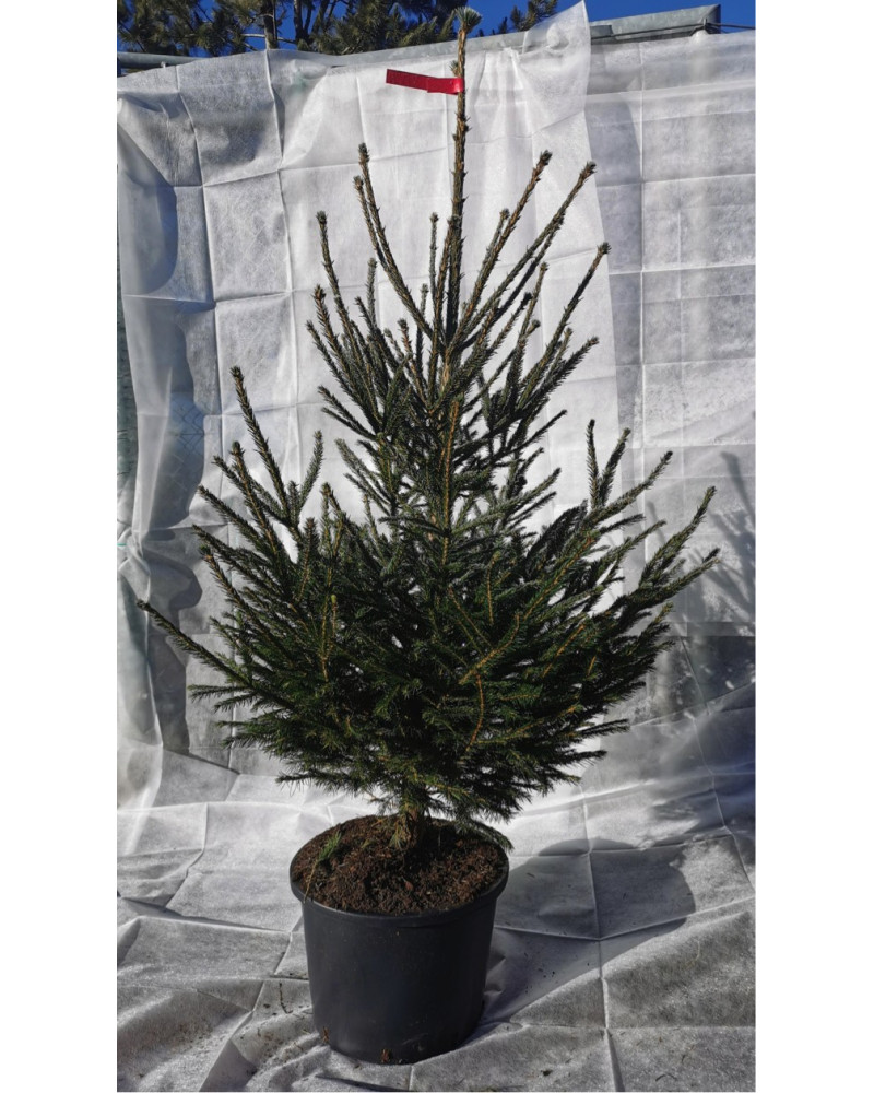Fichte - Picea im Topf 155/175 cm