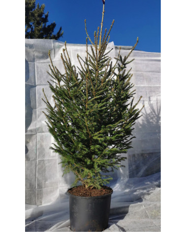 Fichte - Picea im Topf 210/230 cm