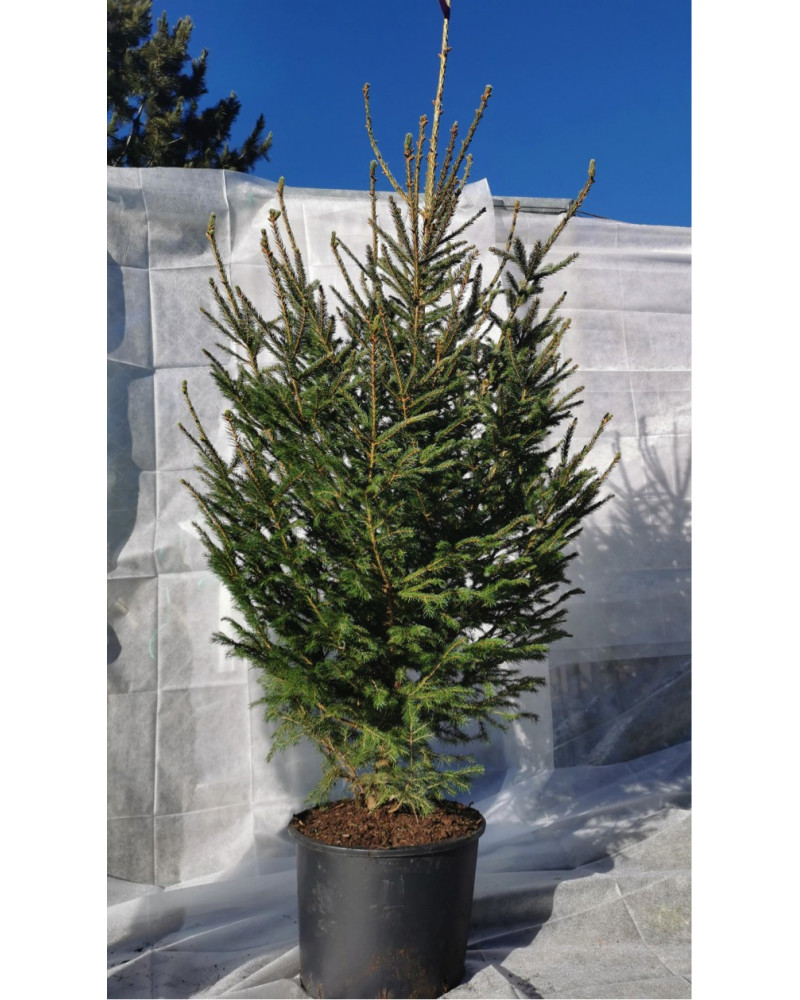 Fichte - Picea im Topf 210/230 cm