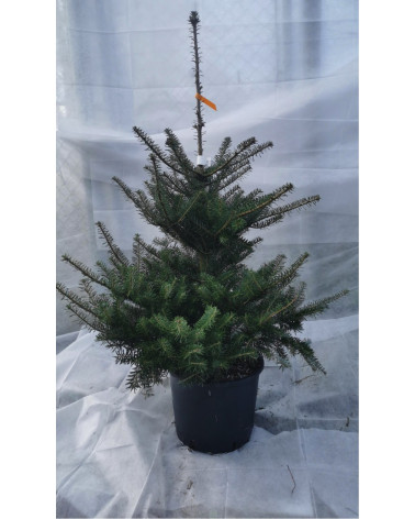 Dufttanne im Topf 110/125