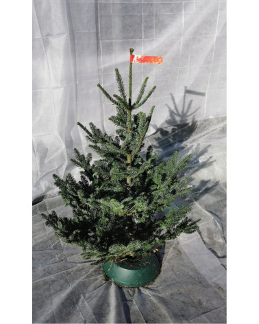 Dufttanne im Topf 130/150 cm