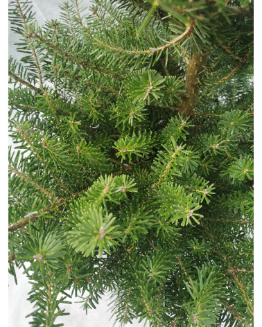 Dufttanne im Topf 130/150 cm