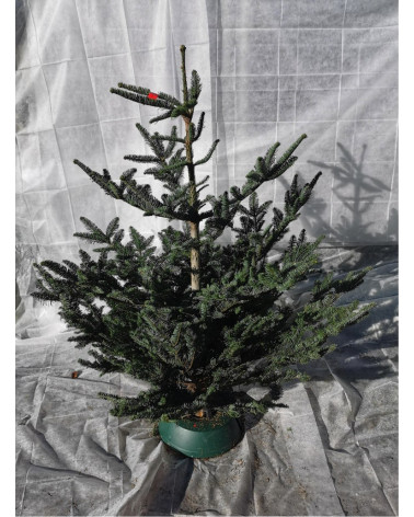 Dufttanne im Topf 155/175 cm