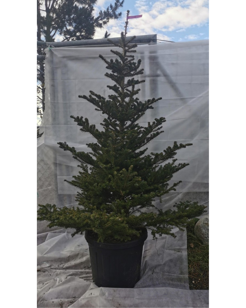 Dufttanne im Topf 210/230 cm