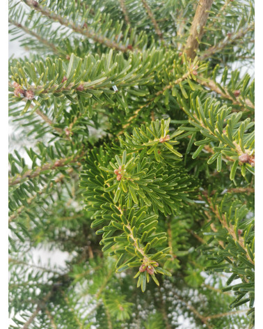 Dufttanne im Topf 210/230 cm