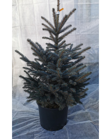 Blautanne im Topf 110/125 cm