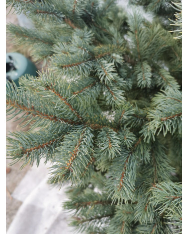 Blautanne im Topf 155/175 cm