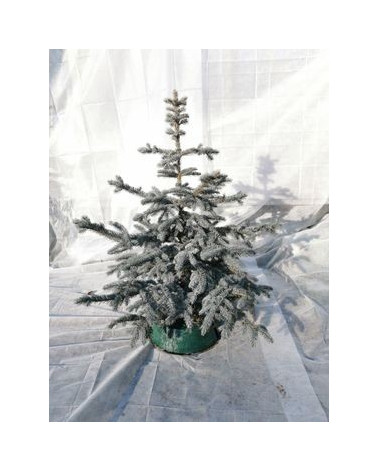 Blaufichten, blau 100/125cm geschnitten