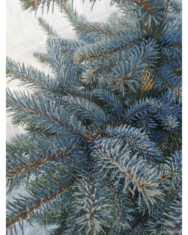 Blaufichten, blau 100/125cm geschnitten