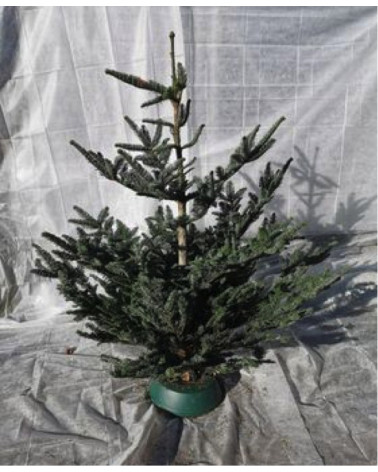 Dufttanne (Koreatanne) 100/125cm geschnitten