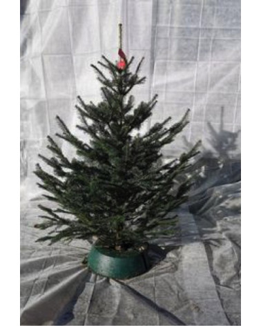 Dufttanne (Koreatanne) 125/150cm geschnitten