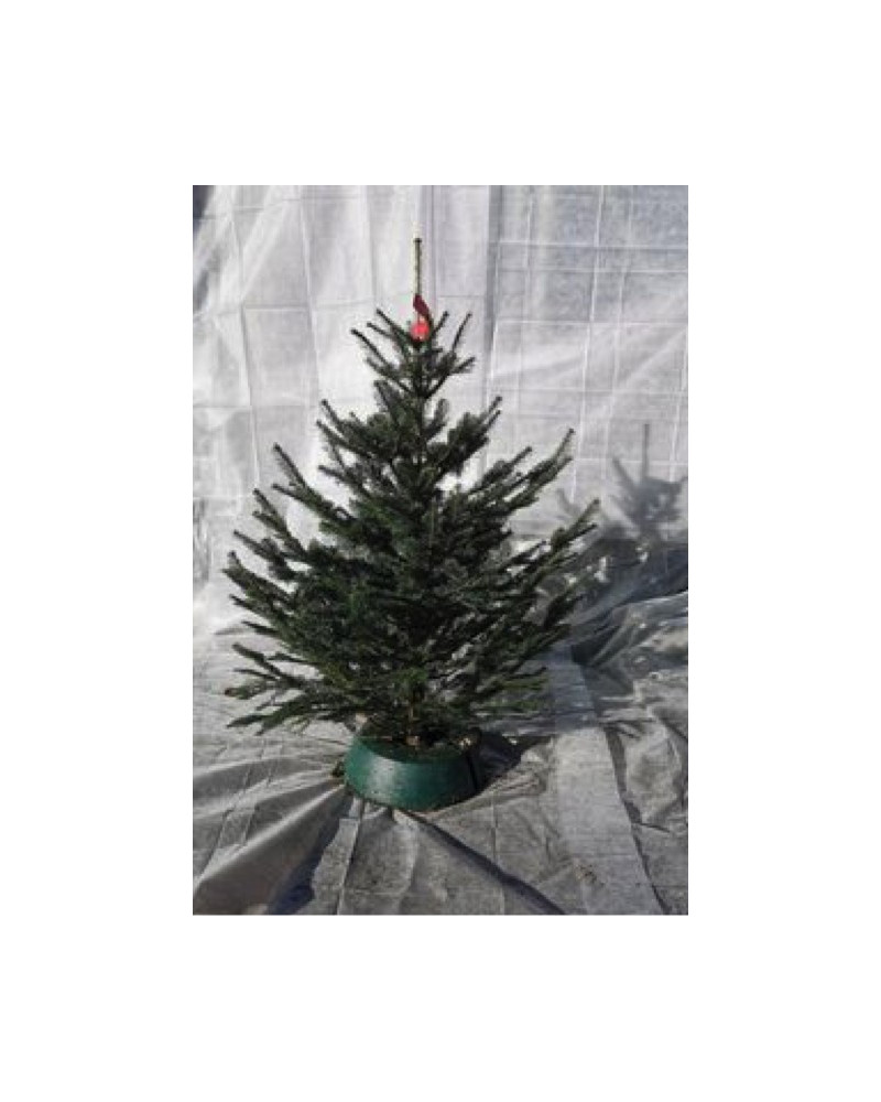 Dufttanne (Koreatanne) 125/150cm geschnitten