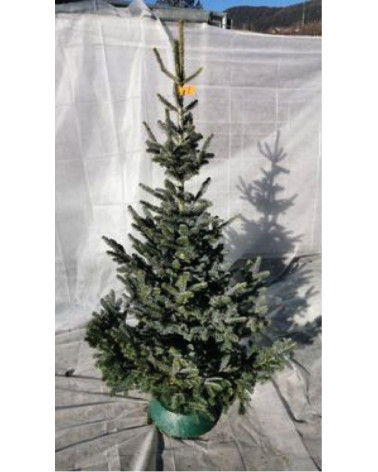 Dufttanne (Koreatanne) 150/175cm geschnitten