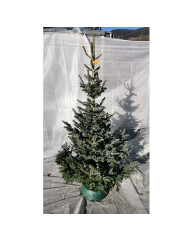 Dufttanne (Koreatanne) 175/200 cm geschnitten