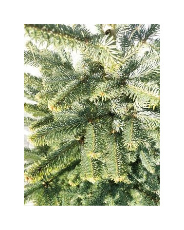 Dufttanne (Koreatanne) 350/400cm geschnitten