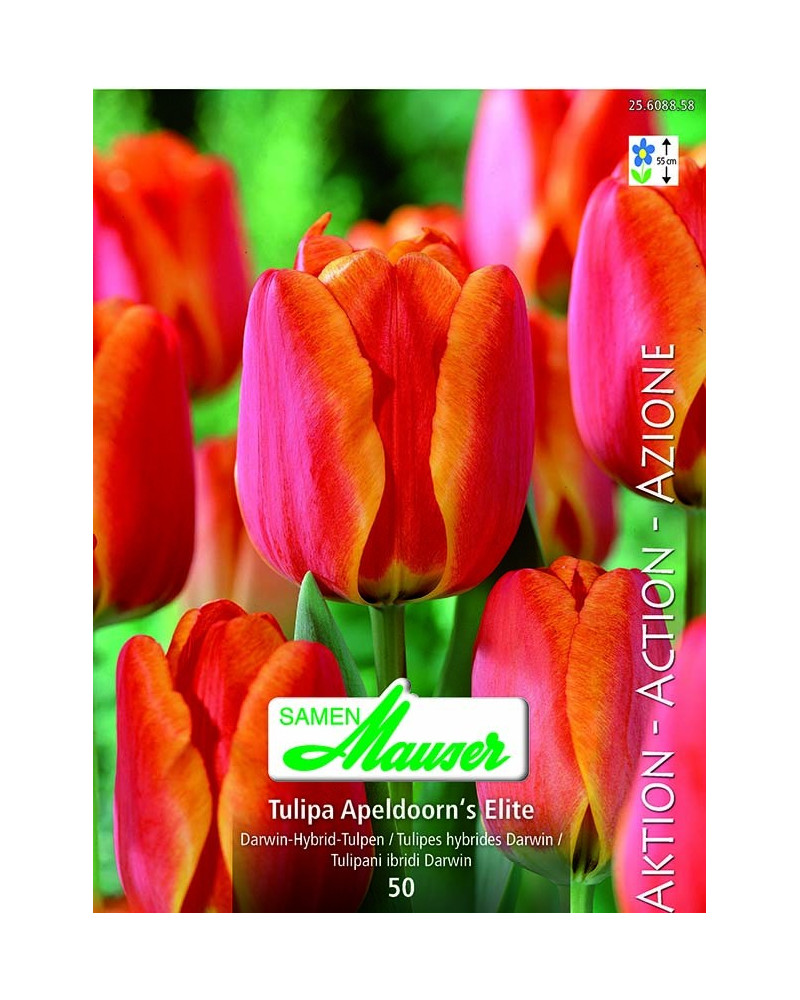 Apeldoorn's Elite 